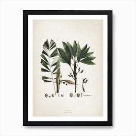 Vintage Martius 6 Bactris Hirta Art Print