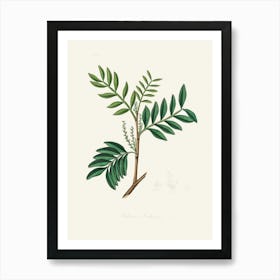 Vintage Botanical John Stephenson and James Morss Churchill Art Print_2731674 Art Print