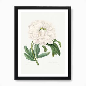 Peony From Choix Des Plus Belles Fleurs, Pierre Joseph Redouté Art Print