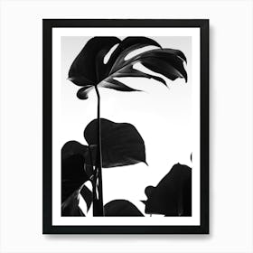 Black And White Monstera Photo Art Print