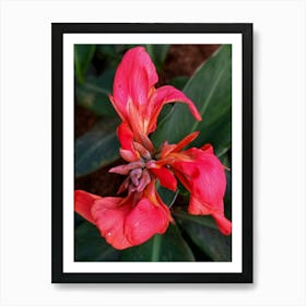 Red Indian shot flower Art Print