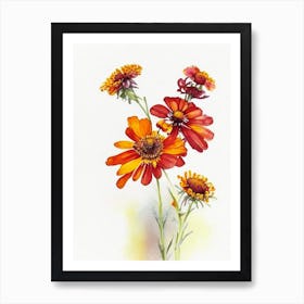 Helenium Wildflower Watercolour Art Print