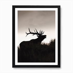 Elk Silhouette At Dusk Art Print