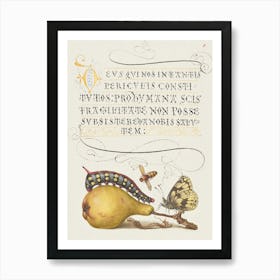 Fly, Caterpillar, Pear, And Centipede From Mira Calligraphiae Monumenta, Joris Hoefnagel Art Print