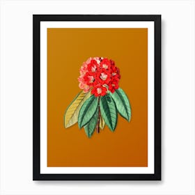 Vintage Rhododendron Rollissonii Flower Botanical on Sunset Orange n.0318 Art Print