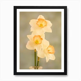White Daffodils 1 Art Print