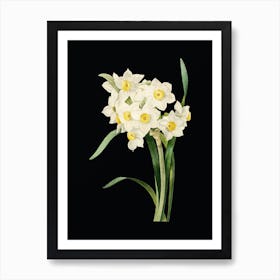 Vintage Bunch Flowered Daffodil Botanical Illustration on Solid Black n.0862 Art Print