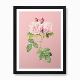 Vintage Italian Damask Rose Botanical on Soft Pink n.0520 Art Print