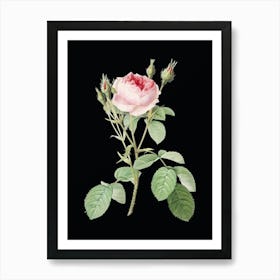 Vintage Double Moss Rose Botanical Illustration on Solid Black n.0609 Art Print