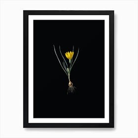 Vintage Ixia Filifolia Botanical Illustration on Solid Black n.0313 Art Print