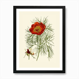 Red Poppy Art Print