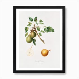 Pear (Pyrus Dugalis) From Pomona Italiana (1817 1839), Giorgio Gallesio Art Print