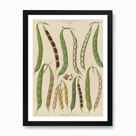 Peas drawing Art Print