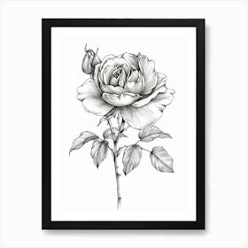 English Rose Black And White Line Drawing 1 Art Print