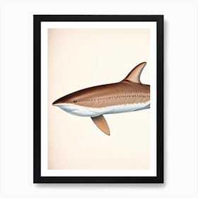 Brown Smoothhound Shark Vintage Art Print