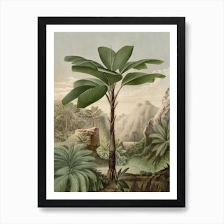Vintage Houtte 2 Verschaffeltia Splendida Art Print