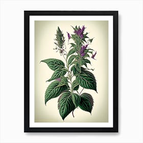 Holy Basil Herb Vintage Botanical Art Print