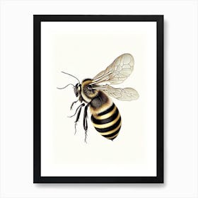 Insect Bee 2 Vintage Art Print