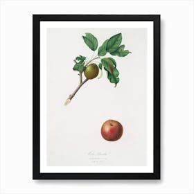 Apple (Malus Ruginea) From Pomona Italiana (1817 - 1839), Giorgio Gallesio Art Print