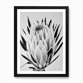 Proteas B&W Pencil 1 Flower Art Print