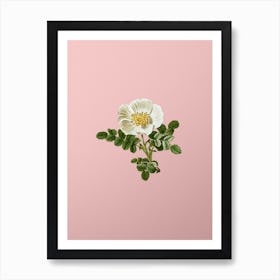Vintage White Burnet Rose Botanical on Soft Pink n.0263 Art Print