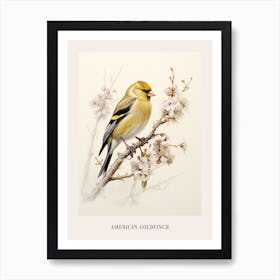 Vintage Bird Drawing American Goldfinch 2 Poster Art Print