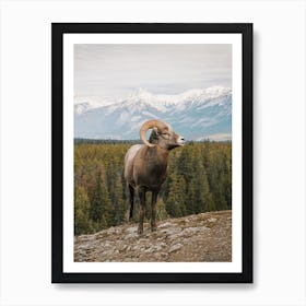 Rocky Mountain Bighorn Sheep Art Print