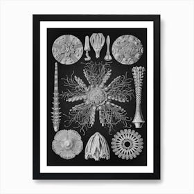 Vintage Haeckel 11 Tafel 60 Igelsterne Art Print