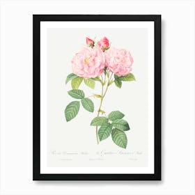 Italian Damask Rose, Pierre Joseph Redoute Art Print