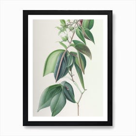 Wintergreen Herb Pencil Colour Art Print