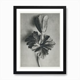 Windblume (1928), Karl Blossfeldt Art Print