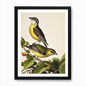 Finch James Audubon Vintage Style Bird Art Print