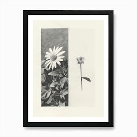 Daisy Flower Photo Collage 8 Art Print