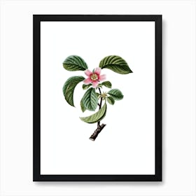 Vintage Chinese Quince Botanical Illustration on Pure White n.0700 Art Print