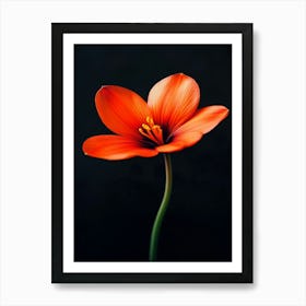 Daffodil 1 Art Print