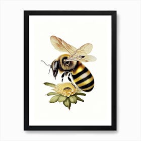 Apis Bee 2 Vintage Art Print