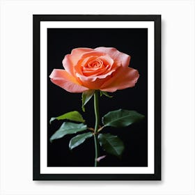 Rizwanakhan Rose Flower Black Background Ultra Hd 8k Ar 916 C4419057 1cfd 48cd A009 Ccf2772c264d 3 Art Print