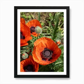 Orange-red poppies and green leaves Art Print