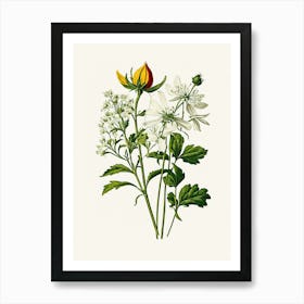 Vintage Botanical Galleria Style Wildflower Painting 16 Art Print