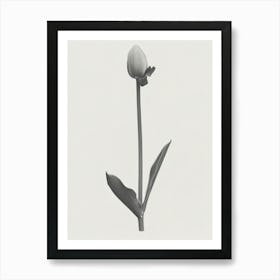 Tulip Flower Photo Collage 3 Art Print