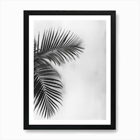 Black And White Palm Leaves 6 Art Print