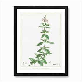 Ocimum Grandiflorum, Pierre Joseph Redoute Art Print