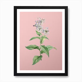 Vintage White Gillyflower Bloom Botanical on Soft Pink n.0394 Art Print