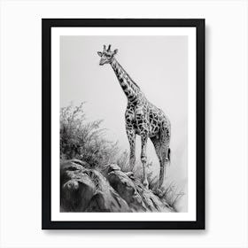 Giraffe On The Cliff Edge Pencil Drawing 2 Art Print