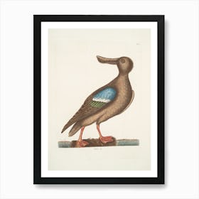 Blue-Winged Duck Art Print