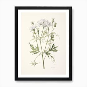 Cumin Vintage Botanical Herbs 0 Art Print