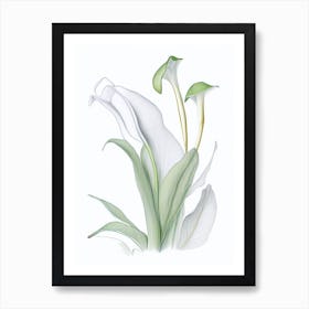 Zantedeschia Floral Quentin Blake Inspired Illustration 5 Flower Art Print