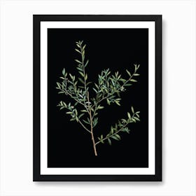 Vintage Myrtle Dahoon Branch Botanical Illustration on Solid Black n.0780 Art Print