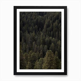 Pine Forest Art Print