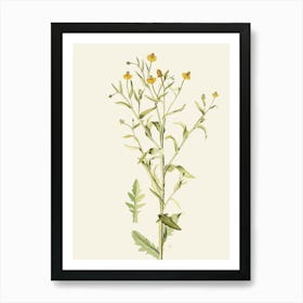 Alyssum Art Print